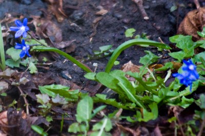 20080321_Garten_0009_blauBlümchenNachbar.jpg