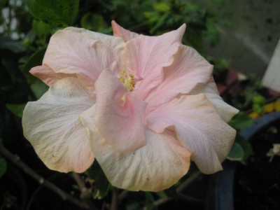 Hibiskus Z Rosablüte.jpg