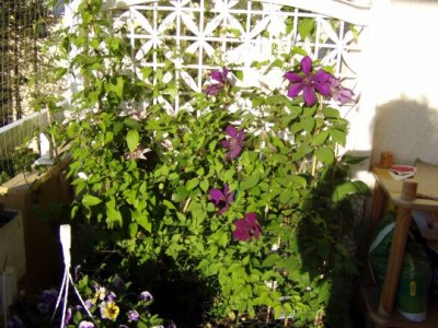 clematis.jpg