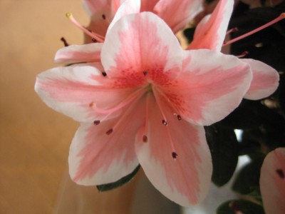 Azalee rosa Makro.jpg