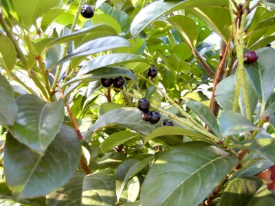 Kirschlorbeer- Beeren August 07.JPG