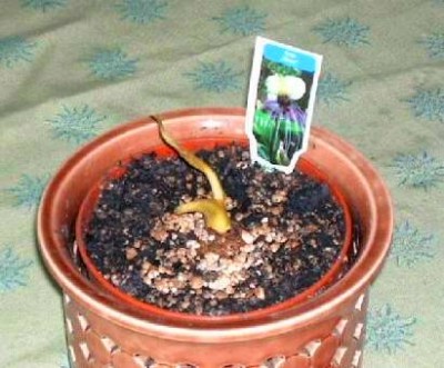 Tacca 1.jpg