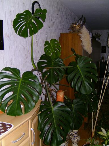 "Funf-Finger-Baum"-Monstera deliciosa- Fensteblatt   Pflanzenbestimmung & Pflanzensuche  GREEN24 Pflanzen & Garten Forum