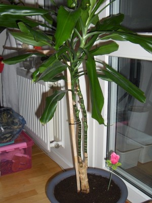 Palme2.jpg