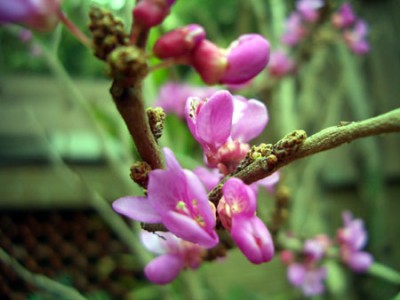 cercis_makro1.jpg