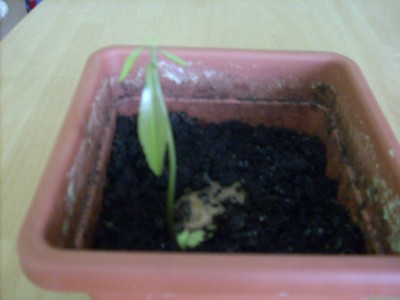 Mango nach 2 Monaten.JPG