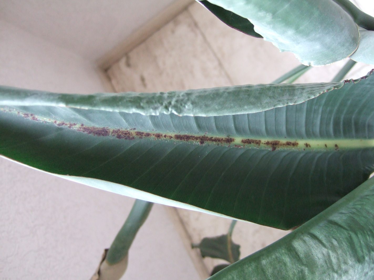 Strelitzie reginae rollt Blätter, schwarze Punkte am Blatt . ·  Pflanzenkrankheiten & Schädlinge · GREEN24 Pflanzen & Garten Forum