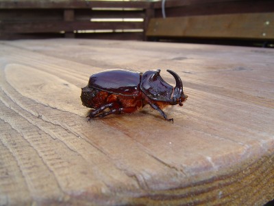 Nashornkäfer 007.jpg