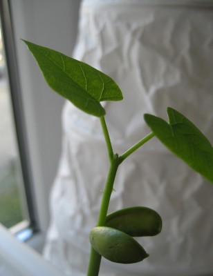 Korallenstrauch Dornen.JPG