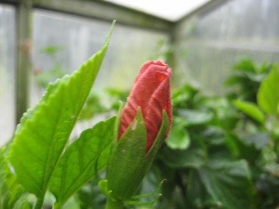 Hibi Knospe rot.jpg
