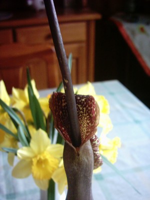 PHOT0013.JPG