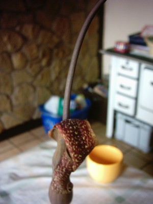 PHOT0014.JPG