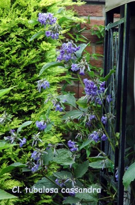 Staudenclematis.jpg