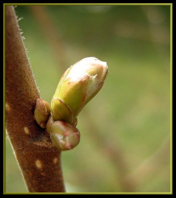 24.03.2008 Haselnuss - Blattknospen.JPG