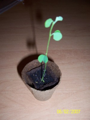 Orcideenbaum06-02-2007.JPG