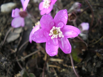 P1010040.jpg