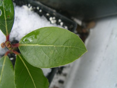 gewürzlorbeer 001.JPG