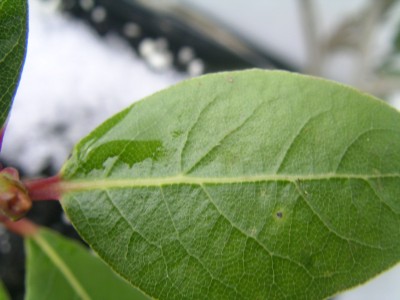 gewürzlorbeer 003.JPG