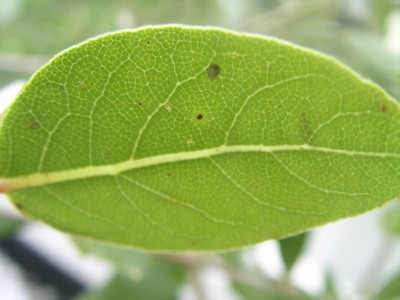 gewürzlorbeer 002.JPG