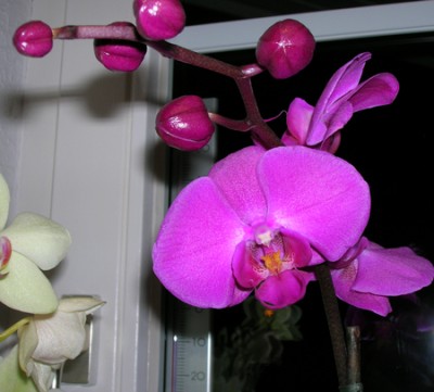 Phalaenopsis_2.jpg