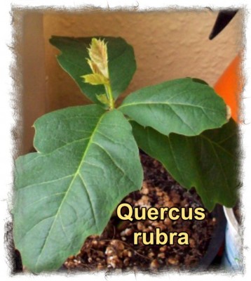 2008_03_25 Quercus rubra.jpg
