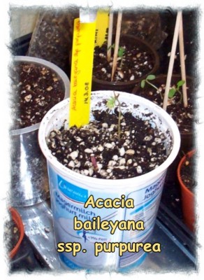 2008_03_25 Purpur-Akazie.jpg