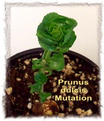 2008_03_25 Mandel-Mutant.jpg