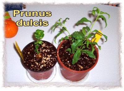 2008_03_25 Mandel.jpg