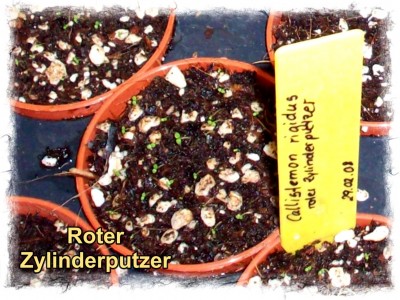 2008_03_25 Callistemon rigidus.jpg