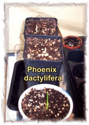 2008_03_25 (15) Phoenixpalme.jpg