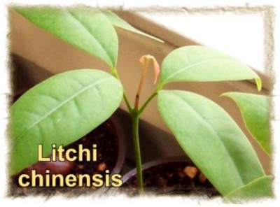 2008_03_25 (13) Litschi.jpg