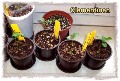 2008_03_25 (11) Clementinen.jpg