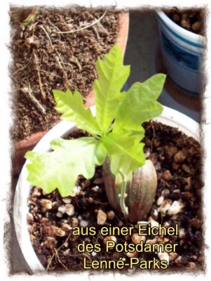 2008_03_13 Lenné-Eiche.jpg