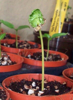 2008_03_13 (1)a Kaffee.JPG