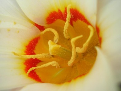 tulp.JPG