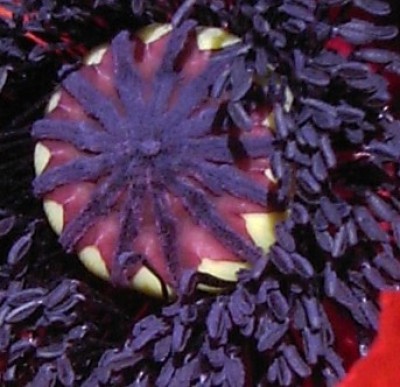 PICT07020.JPG