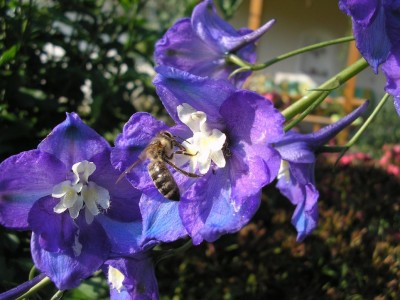 delphinium.JPG