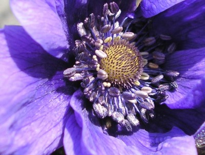 anemone coronaria.JPG
