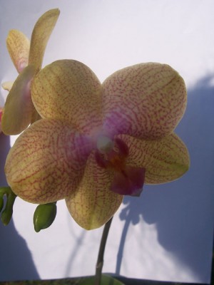 Phalaenopsis.jpg