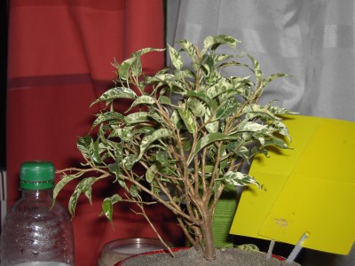 PICT3727.JPG