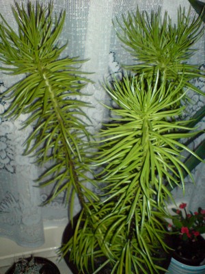 DSC00095.JPG