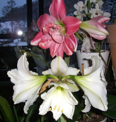 CIMG2598 - Kopie (2).JPG