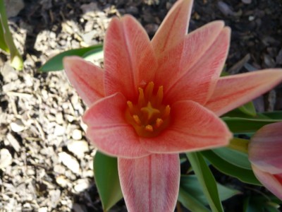 tulpe1.JPG