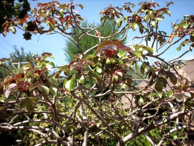 ombak springsamen 2.jpg