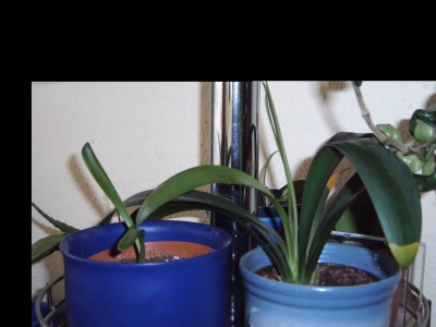 IMG00075.JPG