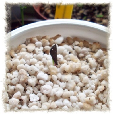 2008_03_26 Banksia ericifolia.jpg