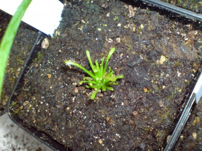 D.filiformis x intermedia.JPG