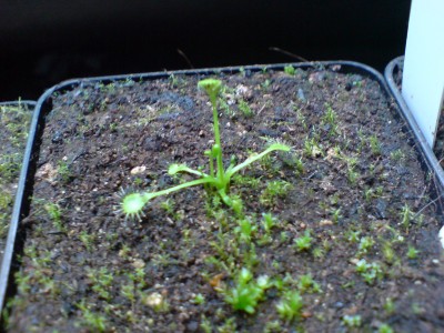 D.anglica x rotundifolia.JPG