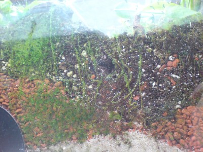 Terrarium-Moos.JPG
