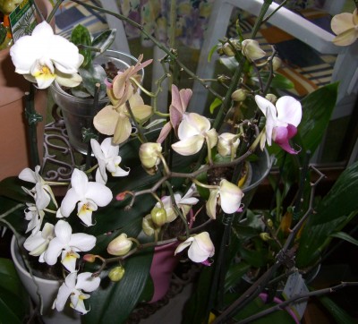 CIMG2603 - Kopie.JPG